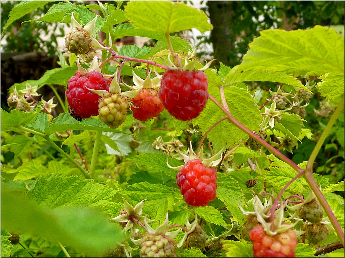 framboises 22 juin 2013